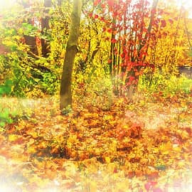 шурша опавшими листьями