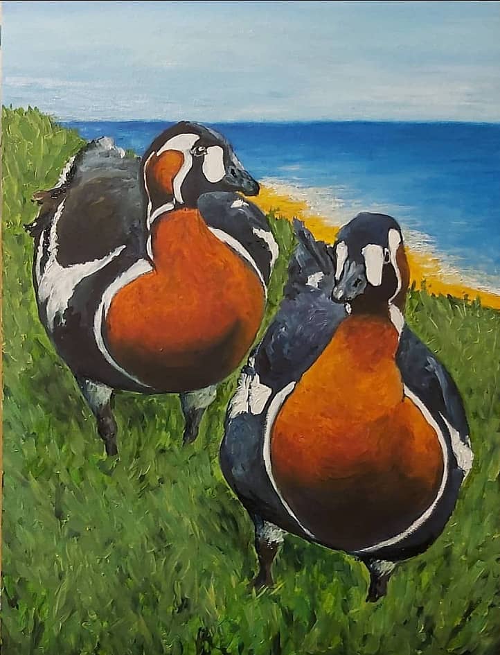 Краснозобые казарки