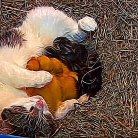 Заботливая мама