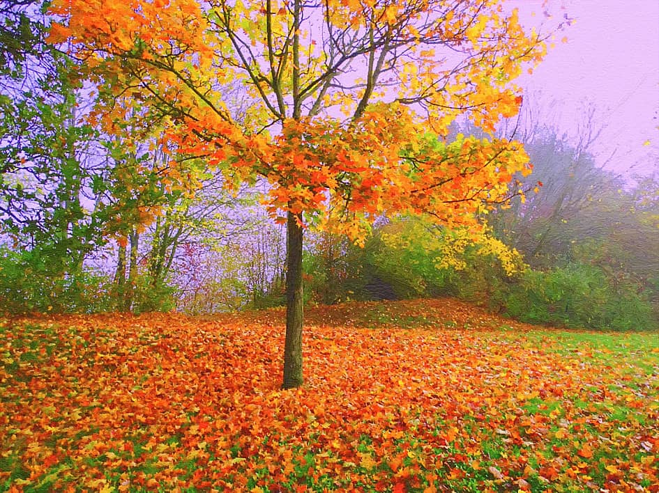 Сиреневый туман.