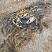 Фукуок. Песочный краб.