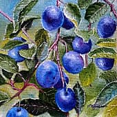 На ветке. Сливы., художник Шатёрных Геннадий