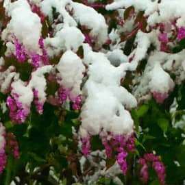 Зима вернулась