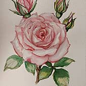 Роза сорт Фламинго