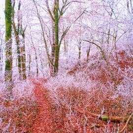 серебряный лес