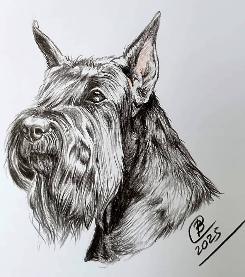 Ризеншнауцер