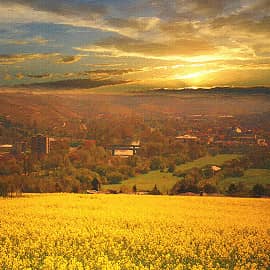 Золотое поле.