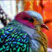 Птицы 034 розовоголовый пёстрый голубь