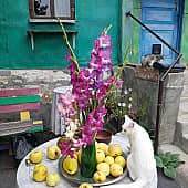 Айка и красные гладиолусы. (1), художник Татьяна Паола