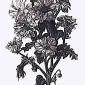 Хризантемы