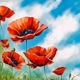 Полевые маки