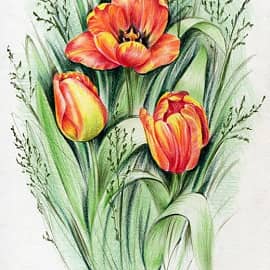 Тюльпанчики