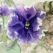 Голубая фиалка