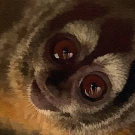 Животные 076