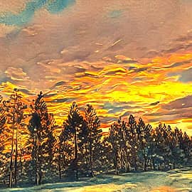 Закатный лес.