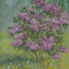 Кустик сирени