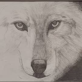 Взгляд волка