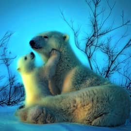 Животные 011