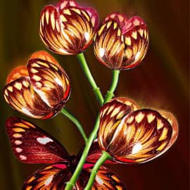 Тюльпаны бабочки