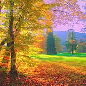 В солнечном свете.