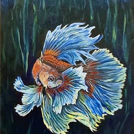 Бетта . Бойцовая рыбка петушок .