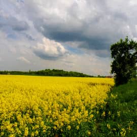 Под хмурым небом