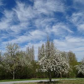 Белокрылые птицы весны