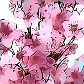 Цветение Сакуры. Триптих Весна