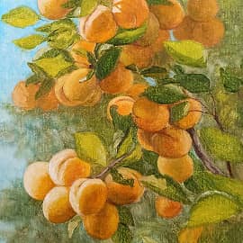 Абрикосы на дереве