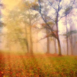 Сквозь туман.