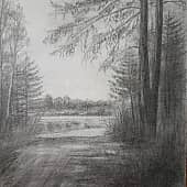 Старые лиственницы