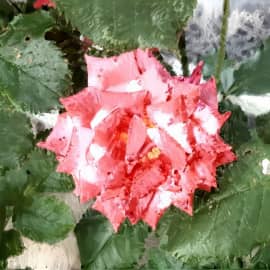 Цветы. В красном...