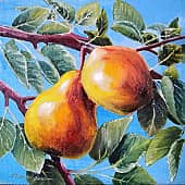 На ветке. Груши.