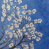 Цветущие ветки магнолии. Москва, Аптекарский огород