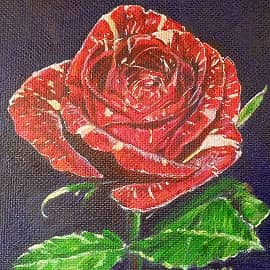 Красная в белую крапинку роза