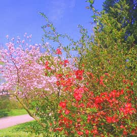 Парк весной.