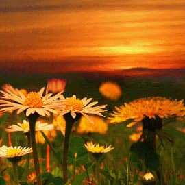 Полевые цветы на закате