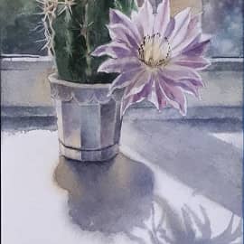 Когда кактусы цветут