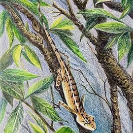 Фукуок. Ящерица.