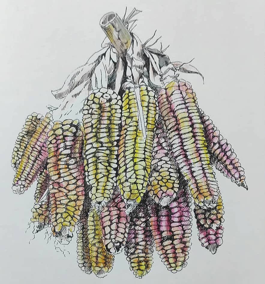 Вязанка кукурузы