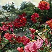 Розовый сад.