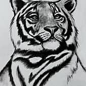 Большой котик