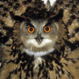 Ночной ужас