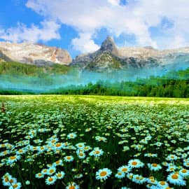 раз ромашка, два ромашка...