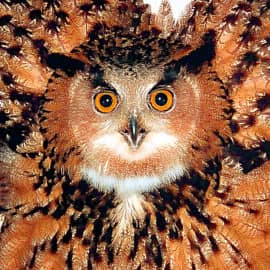 Ночная хищница