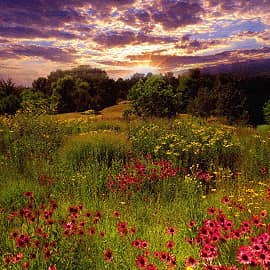 Цветы на закате.