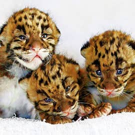 Малыши гепарда