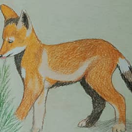 Щенок койота