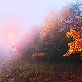 Сквозь туман.