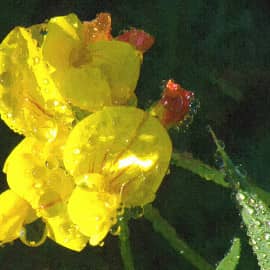 После дождя